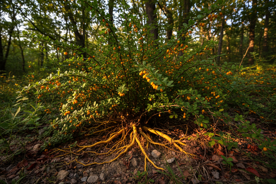 Berberine: Benefits, Dosage, Safety, Research, and Why We Use It